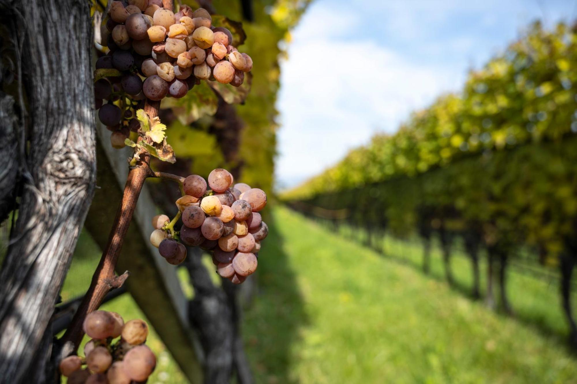 Hotel Girlanerhof Appiano Sulla Strada Del Vino Eksteriør bilde